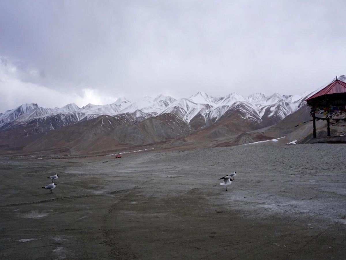 Pangong Delight Camps And Cottages Spangmik Eksteriør billede
